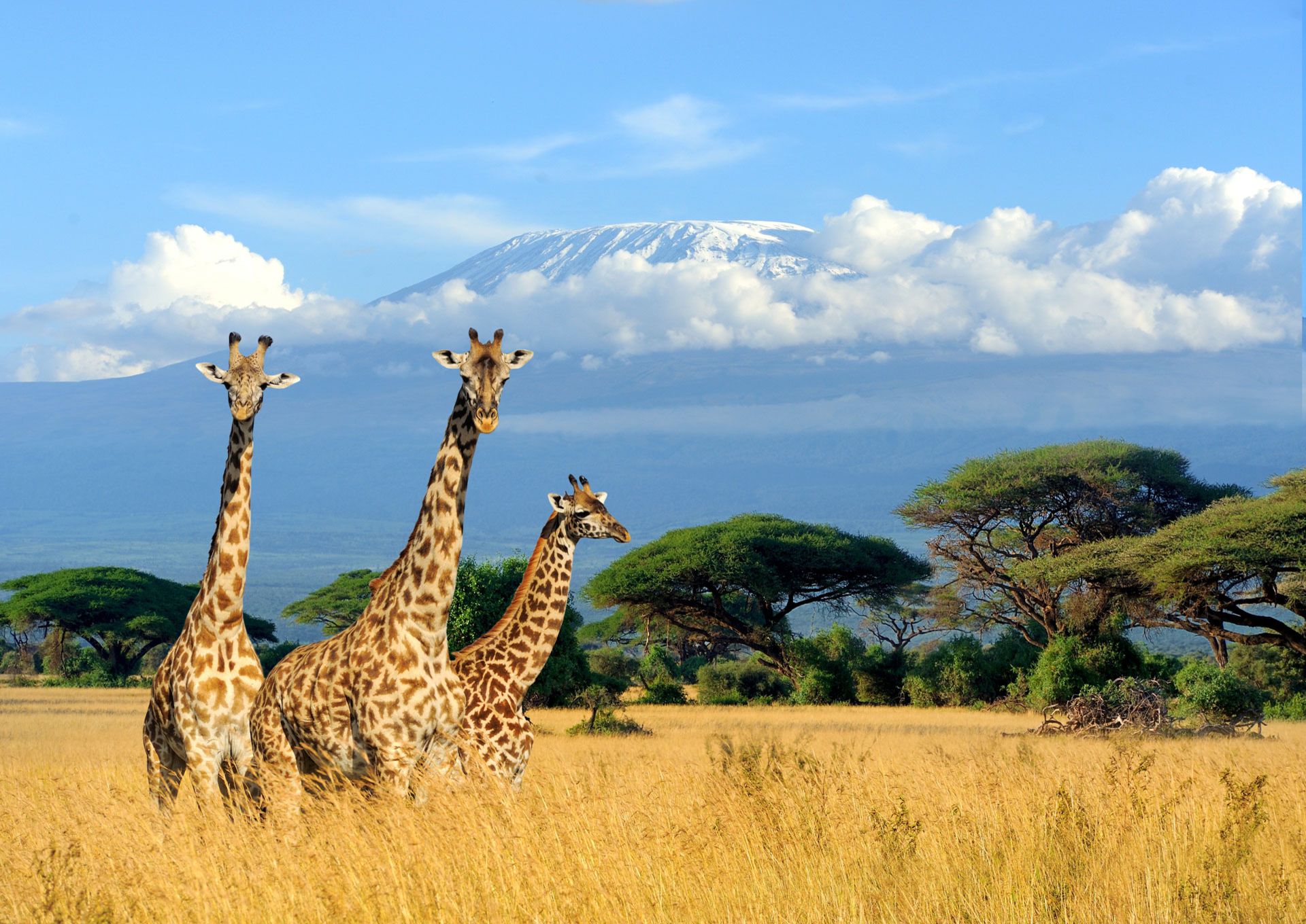 Feel the spirit of Africa