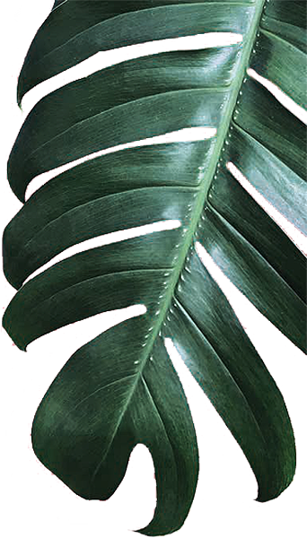 Jungle Leaf