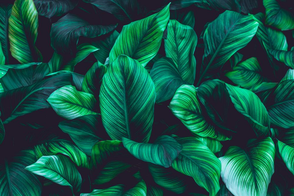 Jungle Leafs