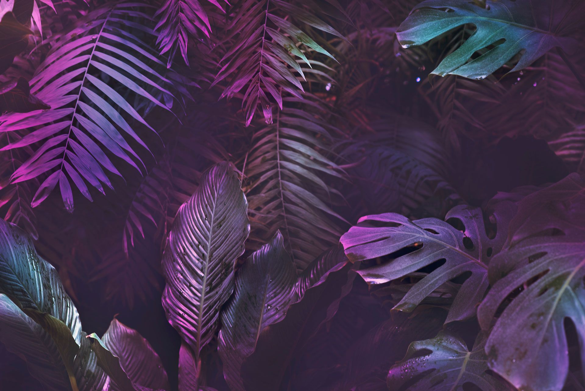 Jungle Leafs Purple
