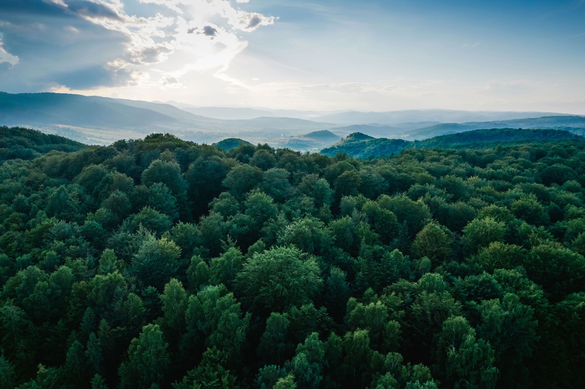 An adventure through a tropical rainforest